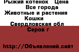 Рыжий котенок › Цена ­ 1 - Все города Животные и растения » Кошки   . Свердловская обл.,Серов г.